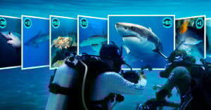 Two scuba divers photograph and film sharks underwater. In front of them, images of sharks with various point values are displayed, as if part of a game or leaderboard interface, blending real-life diving with a digital overlay.