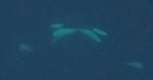 Aerial view of a white beluga whale swimming just below the surface of dark blue water, with its fins and body faintly visible.
