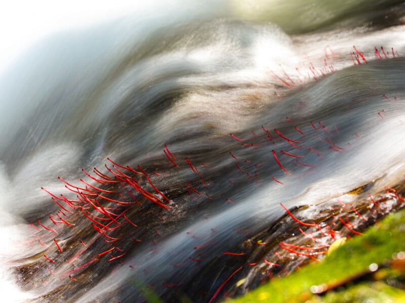 Red aquatic plants with thin, delicate stems sway beneath flowing water, creating soft, blurred motion. Green moss is visible in the foreground, and light illuminates the scene, highlighting the dynamic movement.