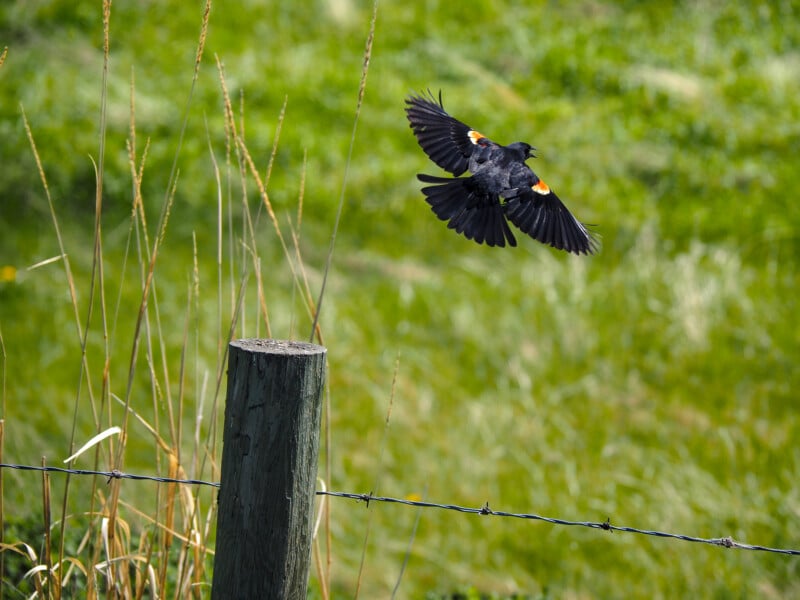 A black bird with red and yellow markings on its wings flies above a grassy field near a wooden fence post and a barbed wire fence. Tall grass and greenery fill the background.
