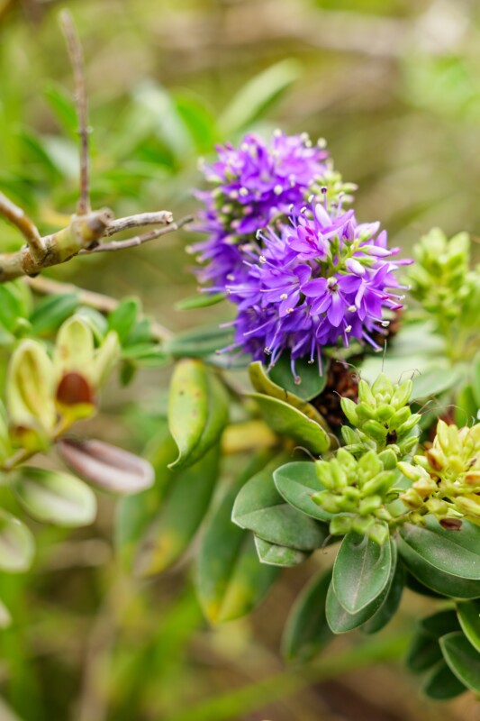 Purple hebe flowers in bloom with spiky petals, surrounded by green leaves and buds, set against a blurred natural background.