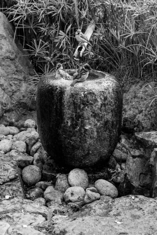 Sparrows perch and drink from a stone fountain surrounded by rocks and tall grass in a natural, outdoor setting. The image is in black and white.