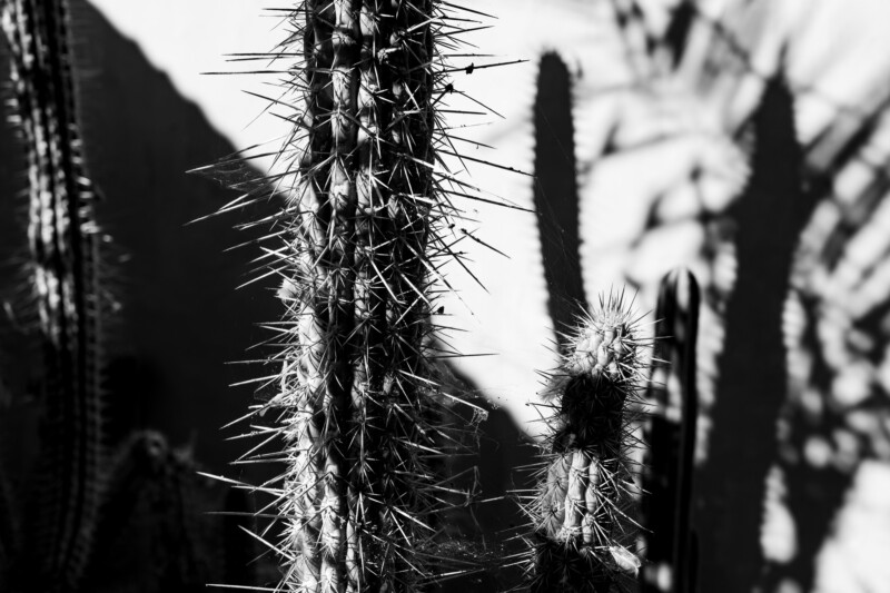 Black and white photo showing close-up view of multiple cacti with long, sharp spines. Shadows of cactus shapes are cast on the wall in the background, creating dramatic contrast and texture.