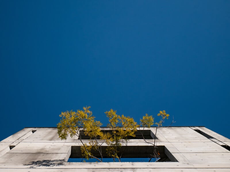 A concrete building with rectangular openings, viewed from below, against a clear blue sky. Small trees with yellow-green leaves grow out from an opening near the top of the building.