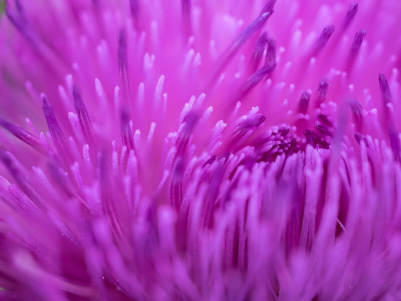 Close-up of a vibrant purple flower, showing the delicate, elongated petals and intricate textures at the center, with soft focus creating a dreamy, abstract effect.