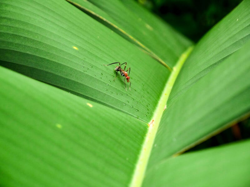 A close-up of a large green leaf with a red and black ant walking across its surface. The ant is centered, and the leaf's veins and texture are clearly visible.