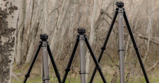 Three camera tripods of varying heights are set up outdoors among leafless trees and sparse greenery, with a soft, blurred background.