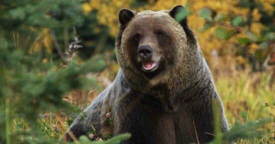 photographer mauled grizzly bear national park wyoming