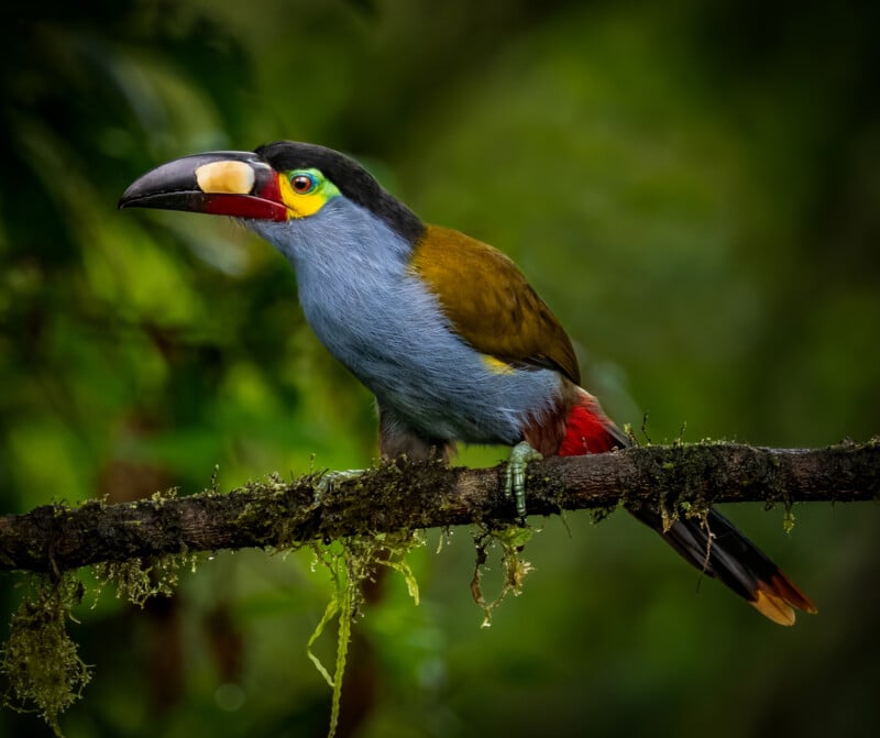 A colorful toucan with a large black-and-yellow beak, blue chest, brown wings, and red tail feathers perched on a mossy branch in a lush green forest.