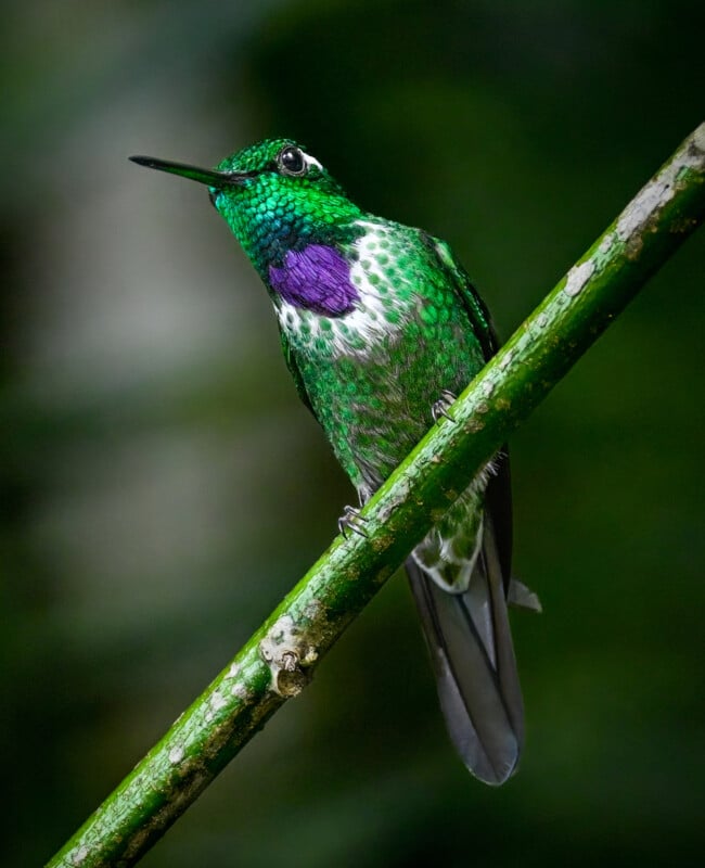 A vibrant green hummingbird with a purple throat patch perches on a thin, diagonal branch against a blurred dark green background.
