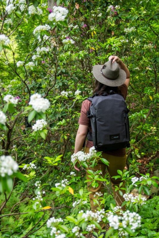 A person wearing a backpack and hat walks through dense, green foliage and white flowering plants, seen from behind, exploring a lush, sunlit forest.
