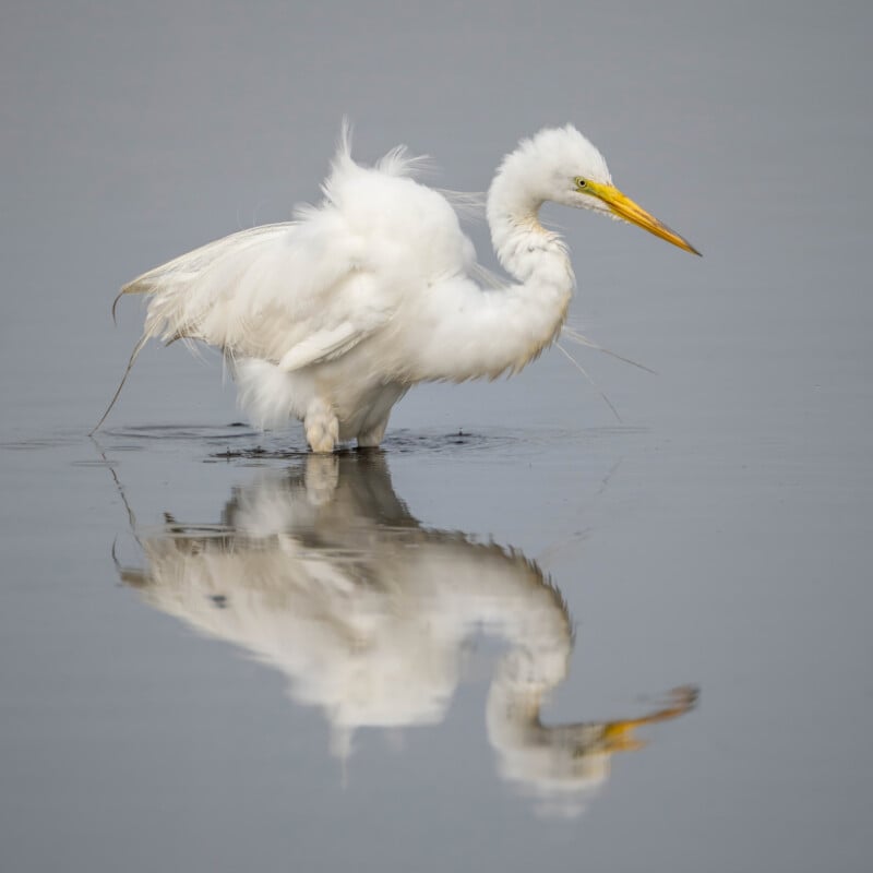 A white egret with ruffled feathers stands in shallow water, its yellow beak pointed forward. The bird's reflection is clearly visible on the calm surface of the water.