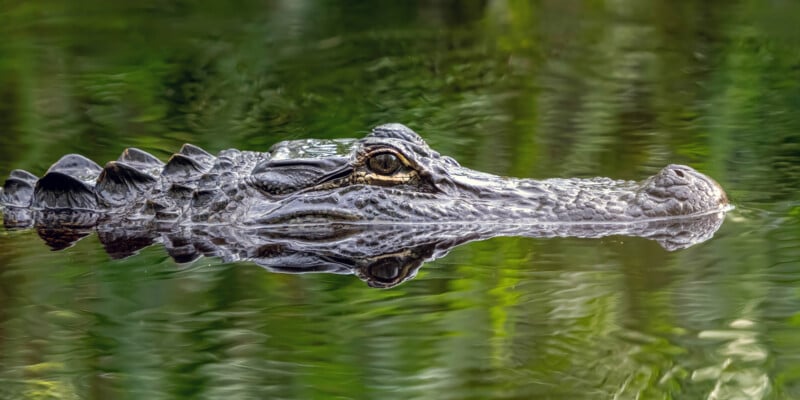 A close-up side view of an alligator's head and upper body partially submerged in calm water, with its reflection visible and green vegetation blurred in the background.