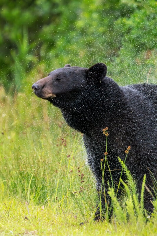 A black bear shakes off water, sending droplets flying, while standing in a grassy, green field with blurred foliage in the background.