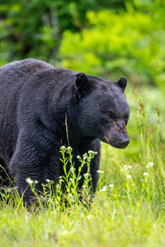 A black bear stands in a grassy field with wildflowers and green foliage in the background, looking downward and slightly to the right.