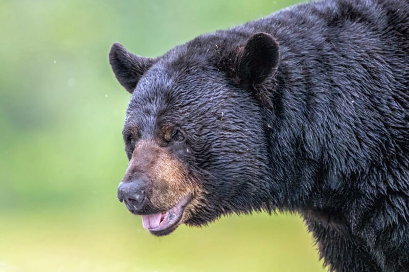 Close-up of a black bear with wet, shiny fur, mouth slightly open, and ears perked up, set against a blurred green background.