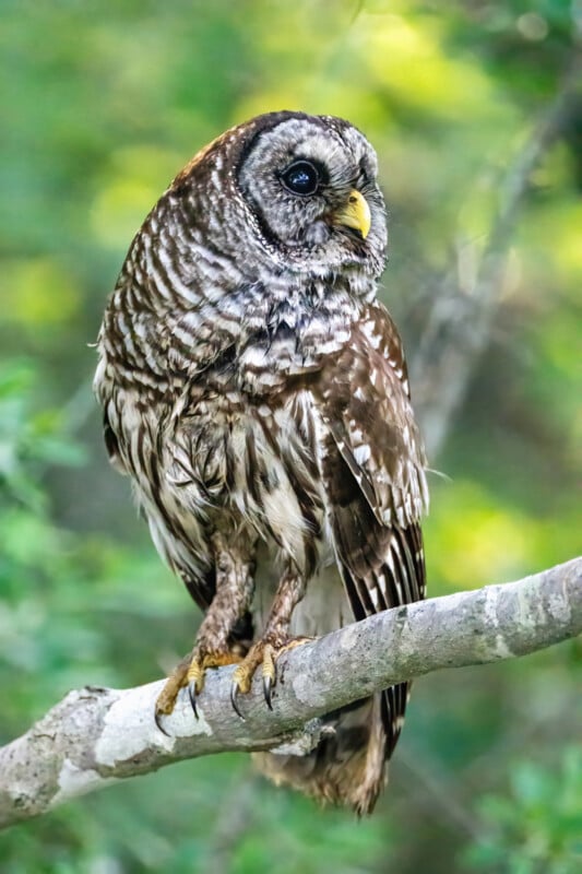 A barred owl with brown and white striped feathers perches on a branch, looking to the side against a blurred green and yellow forest background.