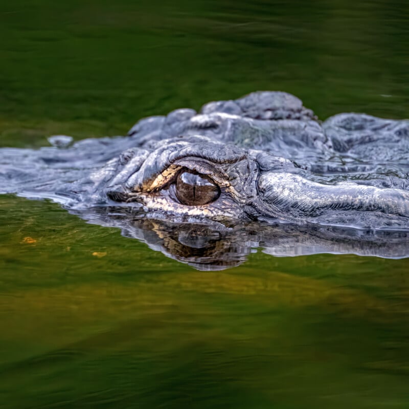A close-up of a crocodile's head just above the water's surface, with its eye open and reflected in the calm, greenish water.