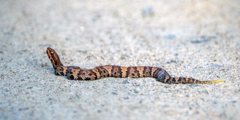 A small brown and tan snake with dark zigzag markings lies stretched out on a sandy, light-colored surface.