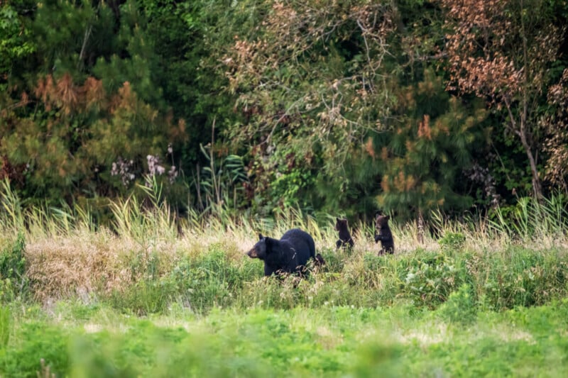 A black bear and two cubs walk through tall grass at the edge of a forest, surrounded by dense green trees and bushes.
