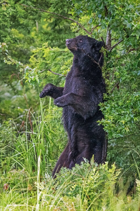 A black bear stands upright on its hind legs among lush green foliage, looking alert and partially hidden by branches and tall grass.