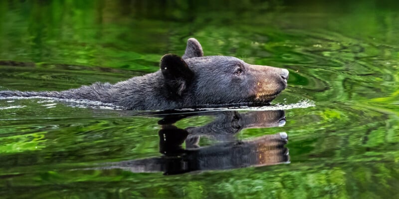 A black bear swims through calm, green water with its head above the surface, creating ripples and a clear reflection beneath it. Lush greenery is reflected on the water.