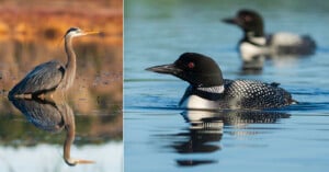 A split image showing a great blue heron standing in shallow water on the left, and two common loons swimming in a lake on the right, both with clear reflections on the water's surface.