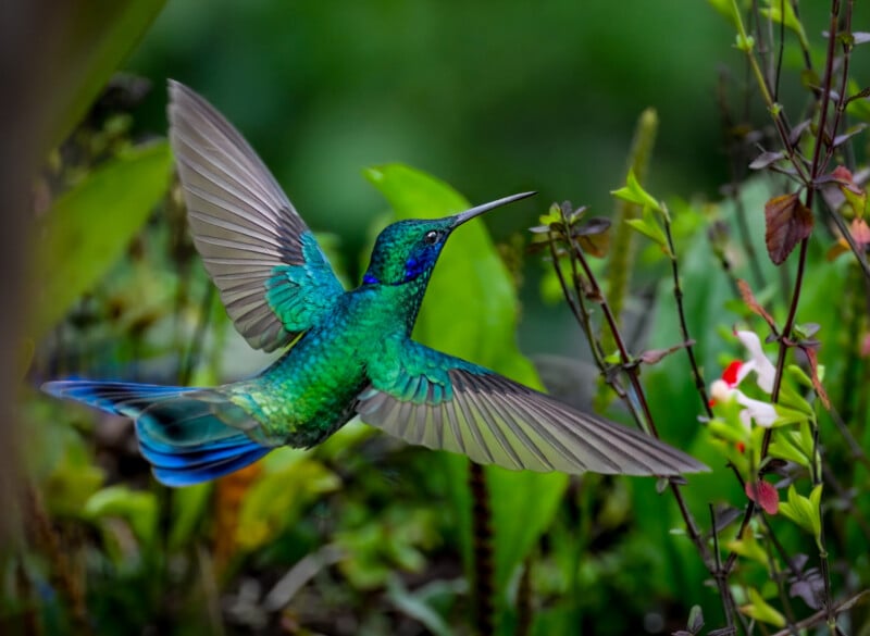 A vibrant green and blue hummingbird hovers in mid-air with wings outstretched, feeding near a white flower in a lush, green garden.