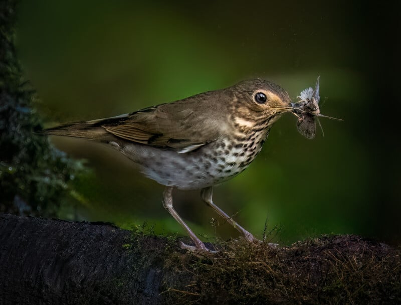 A brown and white spotted bird perches on a mossy branch, holding an insect in its beak. The background is blurred with green hues, highlighting the bird and its catch.