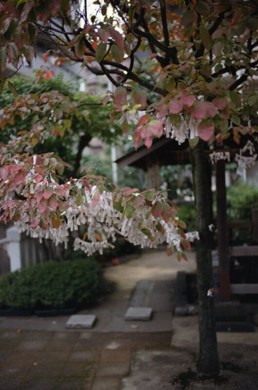 A small tree with red and green leaves has numerous white fortune slips (omikuji) tied to its branches in a peaceful garden with stone paths and a wooden structure in the background.