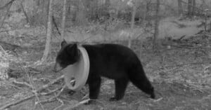 A black bear walks through a forest with a large plastic object, possibly a bucket or tub, stuck around its neck. The image appears to be taken at night by a trail camera.