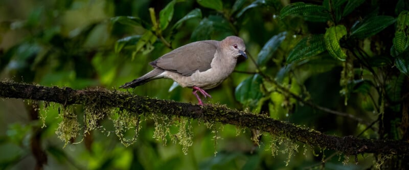 A grey and white dove with pink legs stands on a moss-covered branch, surrounded by lush green leaves in a forest setting.